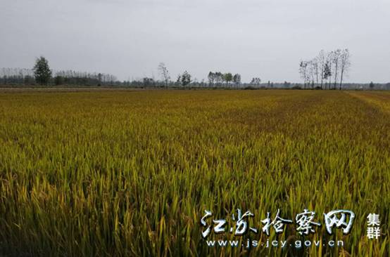 09--受损农田经过土壤改良后,栽种的水稻长势喜人.jpg